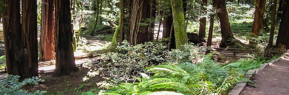 Lush forest with winding
	dirt paths